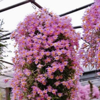 กล้วยไม้ Dendrobium loddigesii เอื้องสายน้ำผึ้งเวียดนาม ดอกหอมมาก 1 กระถาง