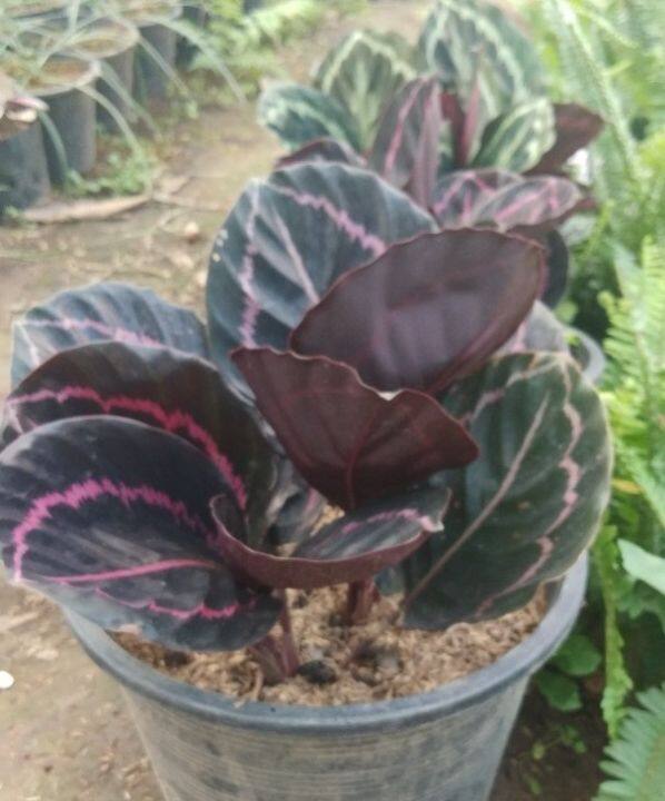 คล้านกยูงรำแพน-ต้นนกยูงรำแพน-calathea-ไม้ประดับ-ไม้มงคลเสริมการค้าขาย-เสริมโชคลาภร่ำรวยเงินทอง-กระถาง8-11นิ้ว