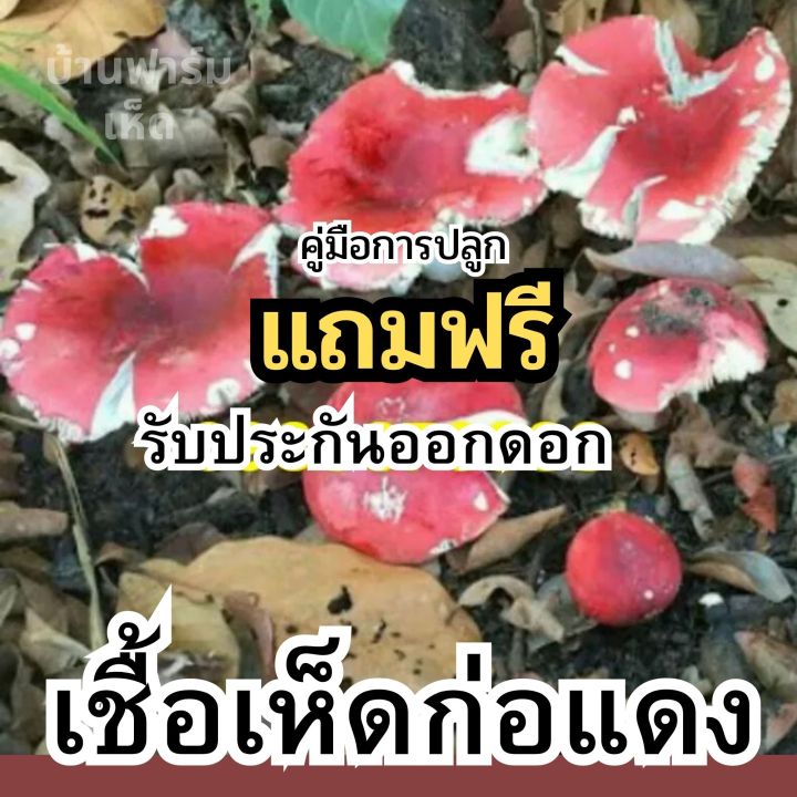 เชื้อเห็ดก่อแดง-เชื้อเห็ด-ก่อเกษตรดอกใหญ่ๆ-ปลุกกับต้นยางนาออกดอกทั้งปี-เชื้อเห็ดก่อแดงเข้มข้น