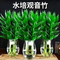 [COD] Hydroponic Avalokitesvara bamboo indoor green plant office living room with roots and water to raise rich precious short flowers culture