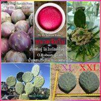 รหัส RG-PA-JB-XL,XXL กิ่งพันธุ์กระบองเพชรกินได้,โนปาล, Nopal, Cactus Pear, Prickly Pear, ขนาดจัมโบ้, สายพันธุ์โอพันเทียโรบัสต้าไจแอนท์, ผลสีม่วง, Opuntia Robusta Giant