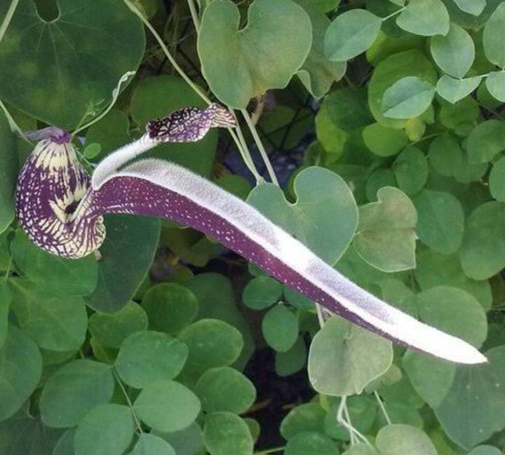 ไก่ฟ้าพญาลอ-เมล็ดพันธุ์ไก่ฟ้าพญาลอ-aristolochia-ringens-vahl-seed-ไม้มงคล-ค้าขายร่ำรวย-บรรจุ-5-เมล็ด-10-บาท