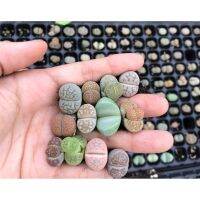 ขายดีอันดับ1 ไลทอป เชท 4 ต้นอวบๆ99  คละสี คละหน้า (1.5 cm+++.) Lithop set, mix color and mix set 4 pcs. Size 1.5 cm+++ คุ้มสุดสุด ต้นไม้ ฟอก อากาศ กระถาง ต้นไม้ ไม้ ประดับ ต้นไม้ ปลูก ใน บ้าน