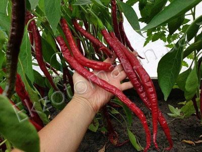 50 เมล็ด เมล็ดพริก สายพันธุ์ Long Red Cayenne Pepper (Capsicum annuum) พริกคาเยน ของแท้ 100% อัตรางอก 70-80% Strawberry seeds มีคู่มือปลูก