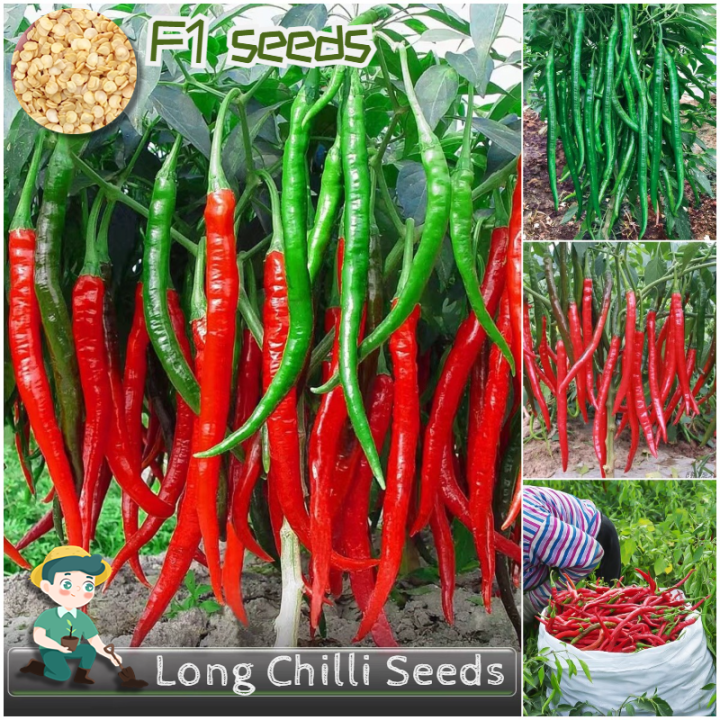 [100 Original] Long Chilli Seeds for Sale Organic Vegetables Seeds for