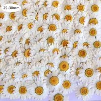 100Pcs Real Natural White Daisy Pressed Flower for Resin Jewelry Nail Stickers Makeup Art Crafts