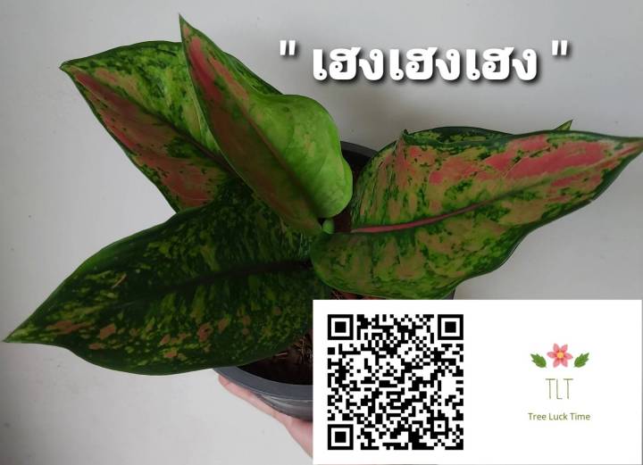 ต้นเฮงเฮงเฮง-aglaonema-sp-heng-heng-heng-เฮงเฮงเฮง-ไม้ประดับและไม้มงคล-บรรจุขนาด6