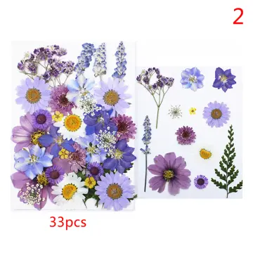 200pcs Real Dried Flowers Brazil Little Star Flower For Diy Art