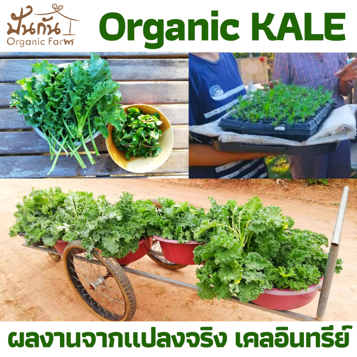 เมล็ดพันธุ์-ผักเคล-kale-70เมล็ด-curly-leaf-kale-ปลูกผัก-ผักสวนครัว-organic-ทานเองไม่ยากเลย-เมล็ดพันธุ์ผัก-เพาะง่าย-งอกดี-คุณภาพสูง-super-food-เคล-อินทรีย์-เป็นเมล็ดพันธุ์ที่ฟาร์มของเราใช้จริง-ปลูกจริง