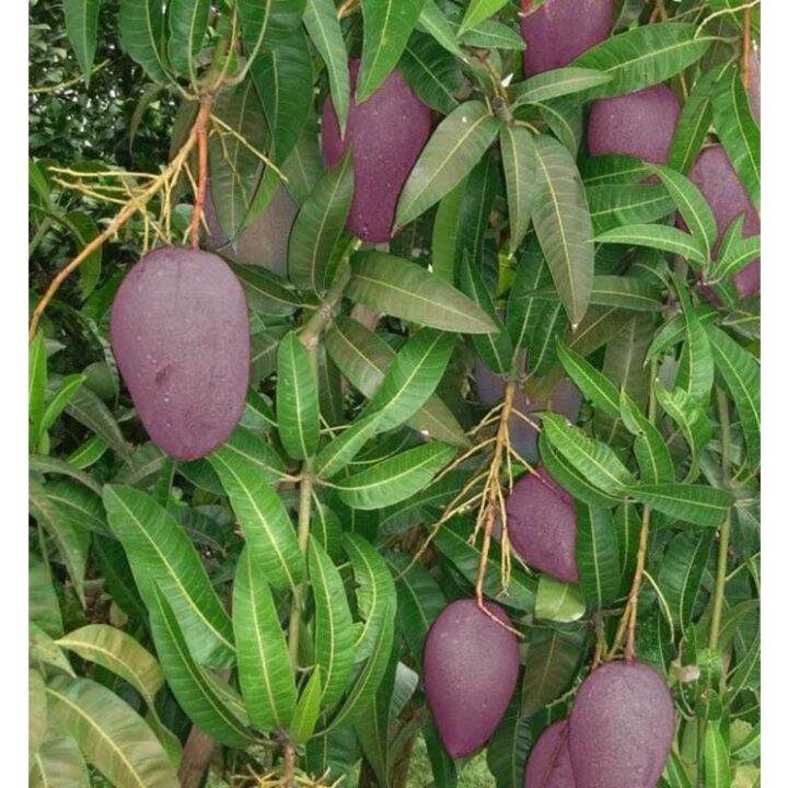 POKOK MANGGA TAIWAN UNGU HYBRID Lazada POKOK MANGGA TAIWAN UNGU HYBRID Lazada