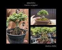 เพรมน่าด่าง ?กระถาง 4 นิ้ว ทรงซูโม่ Premna variegated