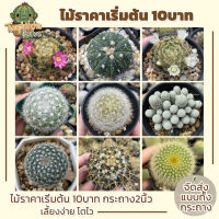 Cactus แคคตัสราคาถูก กระบองเพชร เริ่มต้น10บาท พร้อมส่ง (ส่งทั้งกระถาง)