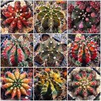 เมล็ดพันธุ์ ยิมโนด่าง Gymnocalicium variegated seed 50 เมล็ด กระบองเพชร แคคตัส Cactus