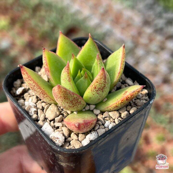 pro-โปรแน่น-echeveria-rainstar-ไม้อวบน้ำ-กุหลาบหิน-cactus-amp-succulentหลากหลายสายพันธุ์-ราคาสุดคุ้ม-พรรณ-ไม้-น้ำ-พรรณ-ไม้-ทุก-ชนิด-พรรณ-ไม้-น้ำ-สวยงาม-พรรณ-ไม้-มงคล