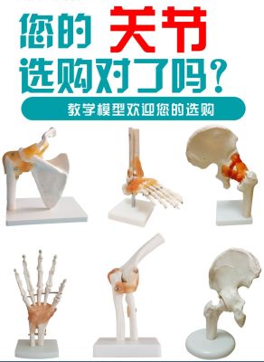 Model of human knee joint shoulder joint elbow joints feet hip joints model 1:1 bones