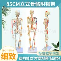 85 cm body bone ligament model with nerve and muscle shaded spinal nerve root medical vertical disc