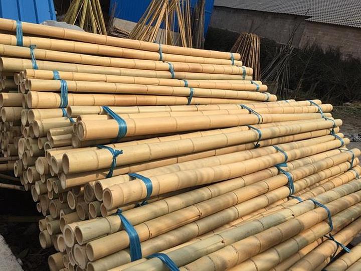 50pcs-เมล็ดเมล็ดไผ่-moso-bamboo-phyllostachys-pubescens-ไผ่เดี่ยวสารสกัดจากไผ่ไผ่พืชเศรษฐกิจสายพันธุ์ไผ่ถ่านไม้ไผ่-ของแต่งสวน-ต้นไม้มงคล-ต้นไม้ประดับ-พันธุ์ดอกไม้-ต้นไม้จิ๋วจริง-ดอกไม้จริง-ต้นไม้ฟอกอา