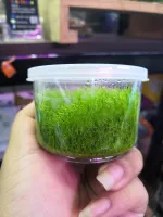 Utricolaria graminifolia  หญ้ากระดาษ (เนื้อเยื่อ)