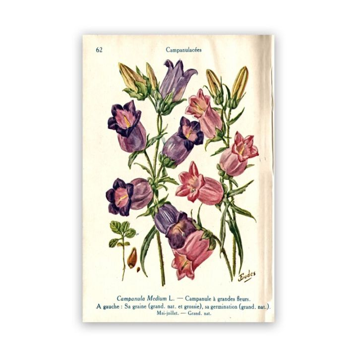 โปสเตอร์และภาพพิมพ์โบราณดอกไม้พฤกษศาสตร์โบราณผ้าใบวาดภาพศิลปะบนผนังแบบย้อนยุค69f-0717