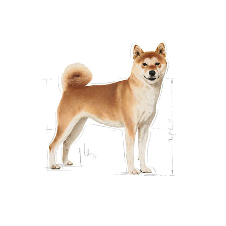 royal-canin-shiba-inu-adult-4kg-อาหารสุนัข-พันธุ์ชิบะ-สำหรับสุนัขโตอายุ-10-เดือนขึ้นไป