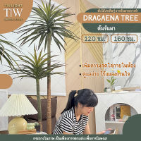 Twilight ต้นดราแคน่าปลอม Dracaena ต้นจันแดงทะเลปลอม ต้นจันผา ต้นไม้ปลอมแต่งห้อง ต้นไม้พร๊อพสตูดิโอ ต้นไม้แต่งฉาก Nordic