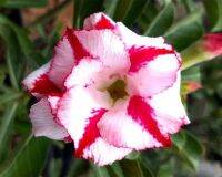 10 เมล็ด เมล็ดพันธุ์ ชวนชม สายพันธุ์ไต้หวัน ดอกซ้อน Adenium Seeds กุหลาบทะเลทราย Desert Rose ราชินีบอนไซ อัตราเปอร์เซ็นต์การงอก 80-90% มีคู่มือปลูก