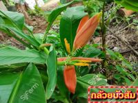 กล้วยบัวส้ม (Flowering banana) เป็นต้นขุดสด จัดส่งขนาดคละไซส์ ขุดตามออเดอร์ จัดส่ง 1-3 วันได้รับสินค้า