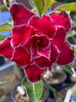 10 เมล็ด Plant Seeds เมล็ดพันธุ์ ชวนชม สายพันธุ์ไต้หวัน สีแดง Adenium Seeds กุหลาบทะเลทราย Desert Rose ราชินีบอนไซ มีคู่มือปลูก นำเข้าจากไต้หวัน