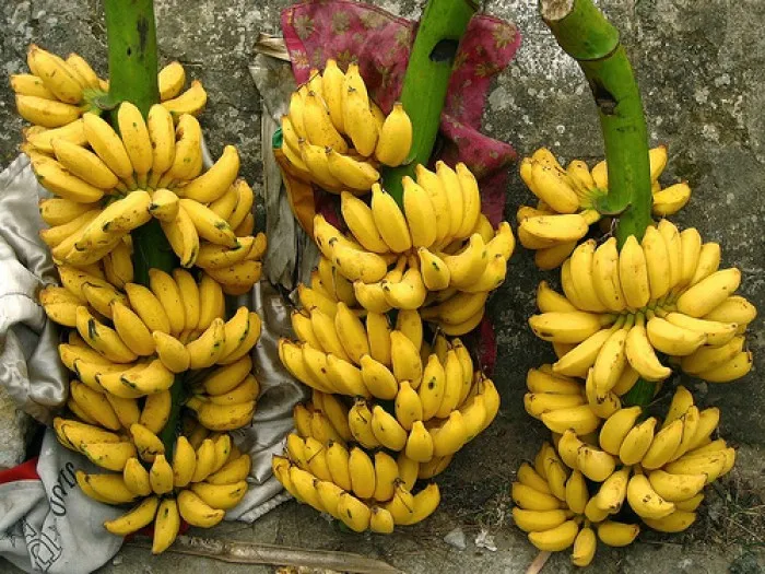 HÀNG MỚI) Cây Chuối Tây Thái, cây giông cấy mô F1, gửi nguyên bầu, nguồn  gốc THÁI LAN | Lazada.vn