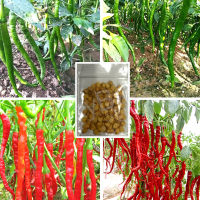 เมล็ดพันธุ์พริกยาวโจลอง เมล็ดพริกยาว 100เมล็ด พริกโจลอง Jo Long Pepper Seeds [10แถม1]