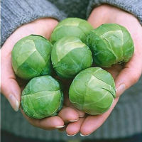 เมล็ดพันธุ์ กะหล่ำดาวผลใหญ่ มาร์เต้ Marte Brussel Sprouts F1 Seed 10 เมล็ด คุณภาพดี ของแท้ 100%