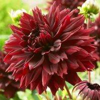 1 เหง้า/ชุุด รักเร่ Dahlia Bulb สายพันธุ์ Black touch หัวรักเร่ ดอกไม้ ดอกรักเร่ เหง้า นำเข้า ยุโรป หัวสดใหม่ ผ่านการแช่เย็นแล้ว