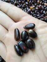 100 เมล็ด เมล็ดพันธุ์ Garden Seeds น้อยหน่า หนังครั่ง