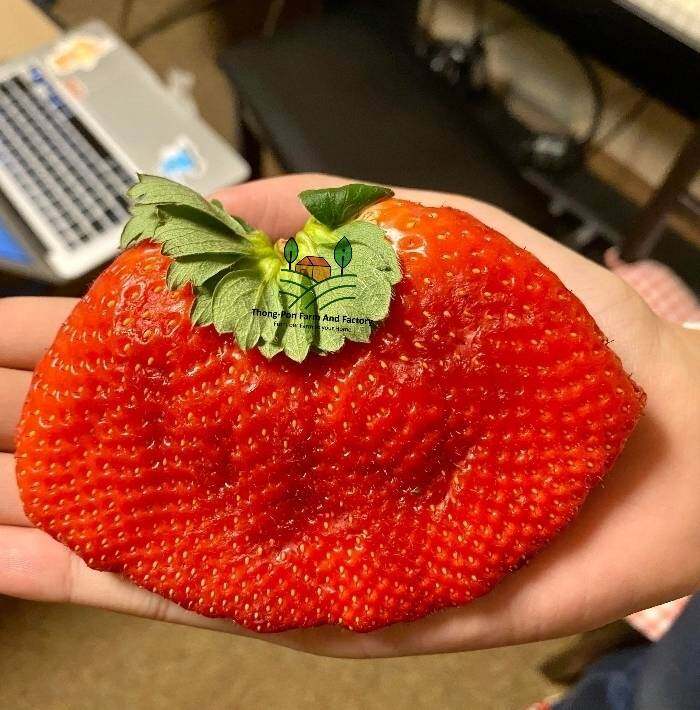 สตอเบอรี่ยักษ์-giant-strawberry-seeds-เมล็ดพันธุ์สตอเบอรี่ยักษ์-ราคาถูก-ลูกใหญ่-ปลูกง่าย-บรรจุ-10-เมล็ด-สตอเบอรี่