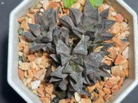 ฮาโวเทีย (Haworthia wimii hybrid ‘th-1’ A005)