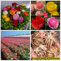 ( Pro+++ ) คุ้มค่า (4หัว) (ขาย หัวพันธุ์) ดอก ต้น หัว เหง้า Ranunculus flowers ดอกรานังคูลัส รานังคูลัส ลานังคูลัส / ไม้มงคล / ต้นหูกระต่าย ราคาดี พรรณ ไม้ น้ำ พรรณ ไม้ ทุก ชนิด พรรณ ไม้ น้ำ สวยงาม พรรณ ไม้ มงคล