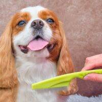 【FCL】☑☈ Pets Dematting Flea Comb Multifunctional Dogs Hair Cleaning Encryption Needle Grooming Supplies