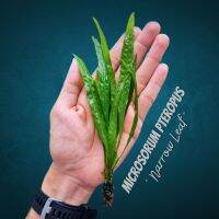 รากดำใบแหลม เลือกได้ 3 ขนาด จำนวน 1 มัด - MICROSORUM NARROW LEAF ต้นไม้น้ำ