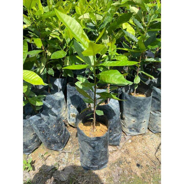 【Live Plant】Pokok salam/ Bay leaf tree / 月桂叶/香叶树苗 1ft | Lazada