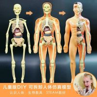 Skeleton structure of human body model simulation moving with muscle bone small bone model medical learn childrens toys