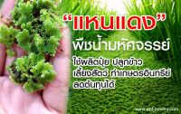 แหนแดง พันธุ์กรมวิชาการเกษตรแท้ แหนแดง สายพันธุ์เกษตรโตไว บรรจุ 1 กิโลกรัม