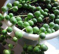 50 เมล็ดพันธุ์ Home Plant Seed เมล็ด ซักคิวเลนต์ หรือ ไม้อวบน้ำ กระบองเพชร สร้อยไข่มุก (String of pearls) Succulent Seed อัตราการงอกของเมล็ด 80-85%