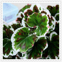 [COD] รู้สึกว่า 11 ส้อมขอบสีขาวจุดสีแดง Begonia ใบ Christmas Gift