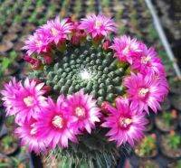 Mammillaria spinnosissima unpico montrose แมมบล็อค M011