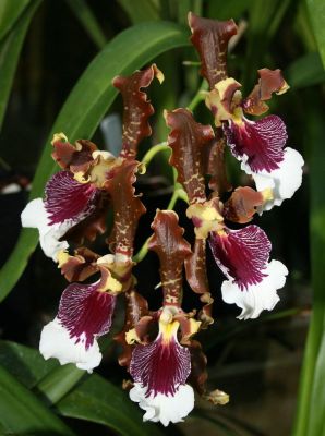 20 เมล็ดพันธุ์ Bonsai เมล็ดกล้วยไม้ กล้วยไม้ โอดอนโทกลอสซัม (Odontoglossum Orchids) Orchid flower Seed อัตราการงอกของเมล็ด 80-85%