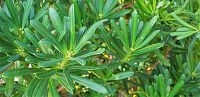 ขายส่ง 100 เมล็ด เมล็ดสนใบพาย สนใบพาย Podocarpus polystachyus หลิวอรหันต์ สนจักรพรรดิ์ หลิวไต้หวัน สนประดิพัทธ์ สนใบเล็ก พญาไม้ใบเล็ก