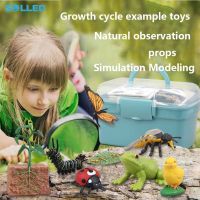 Life Cycle Animal Plant Figurines Preschool Learning Activities Teaching Aid Educational Toys For Boys Girls Gifts