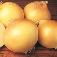 100 เมล็ด เมล็ดหอมหัวใหญ่ สายพันธุ์ หอมใหญ่ Efekt ของแท้ 100% อัตราการงอก 70-80% Onion Seed มีคู่มือปลูก