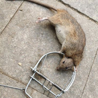 mouse trap weasel catch catch spring Trapt Rodent Cage Mole Repeller Rat trap