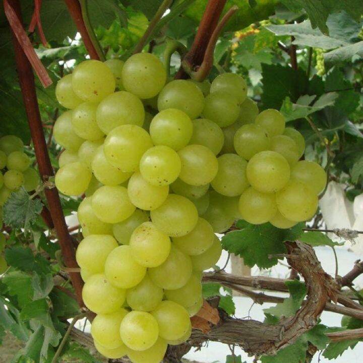 buy three get six free(Not Plants) Philippines Mixed Color Hybrid Grape